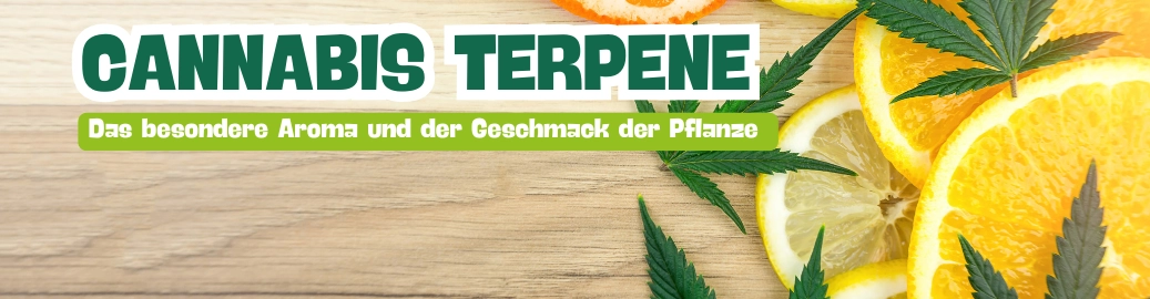 Zitrone, Orange und Cannabisblatt als Symbolbild für Cannabis Terpene